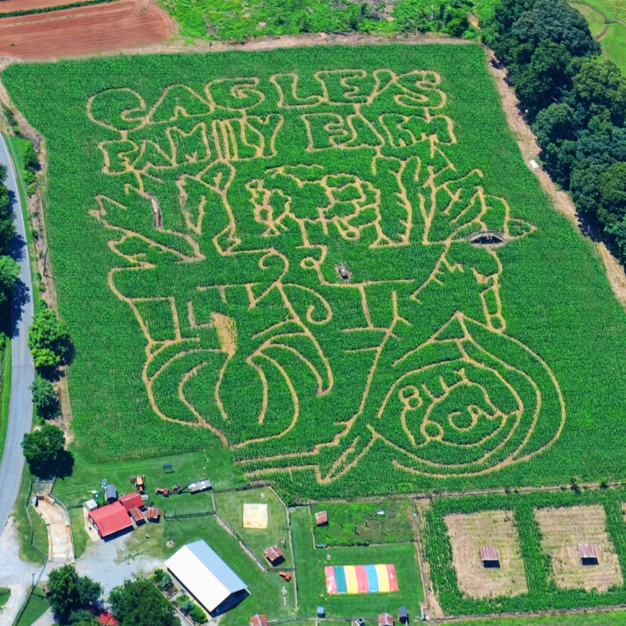 Deal 5 For One Corn Maze Entrance Fall Fun At Cagles Family Farm Canton 10 Value 50 Off Certifikid